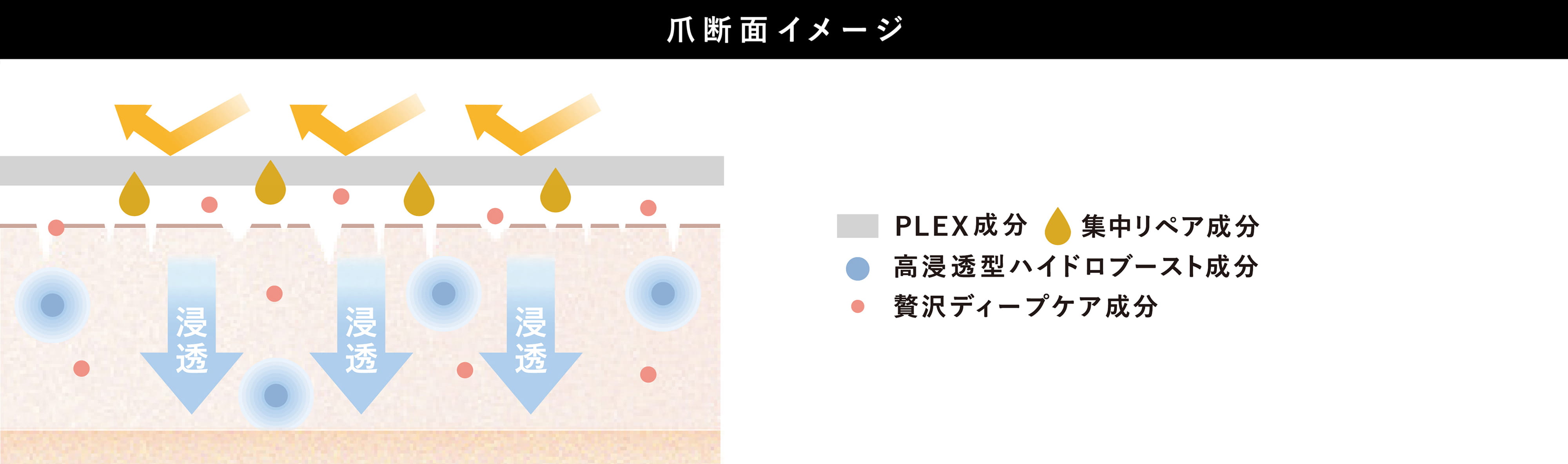 爪断面イメージ